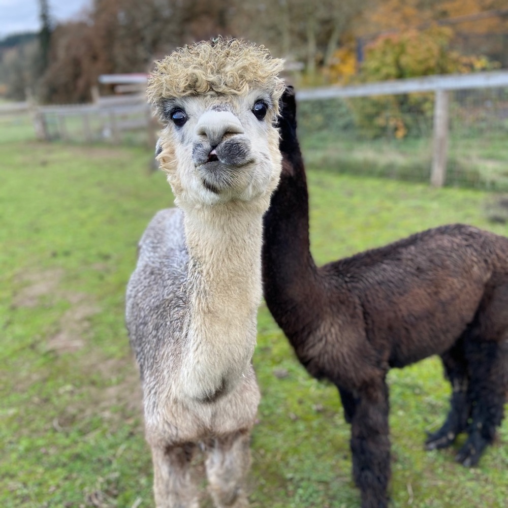 Meet your Posher, Annette